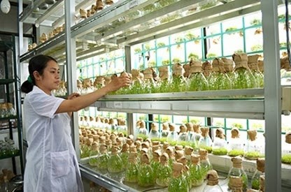 High-tech application in agriculture in Ho Chi Minh City - ảnh 3